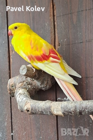 Коледна промоция на папагали , снимка 13 - Папагали - 52658143