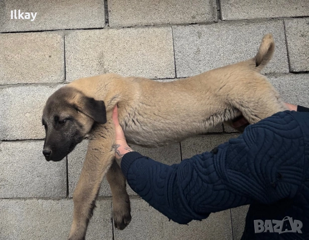 Продавам Чистокръвно Кангалче