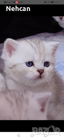 Късокосместа британска сребърна чинчила , снимка 8 - Британска късокосместа - 54361421