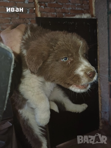 бок каракачанка