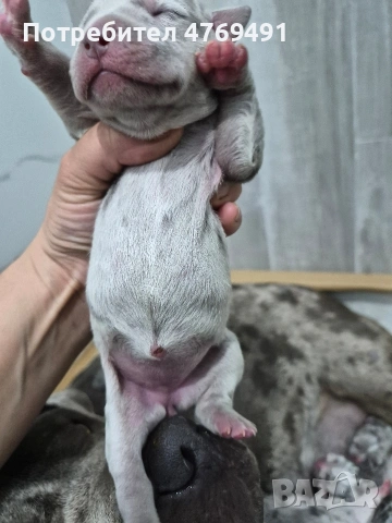 XL American bully's с родословие и сертификати , снимка 7 - Американски стафордширски териер - 53882558