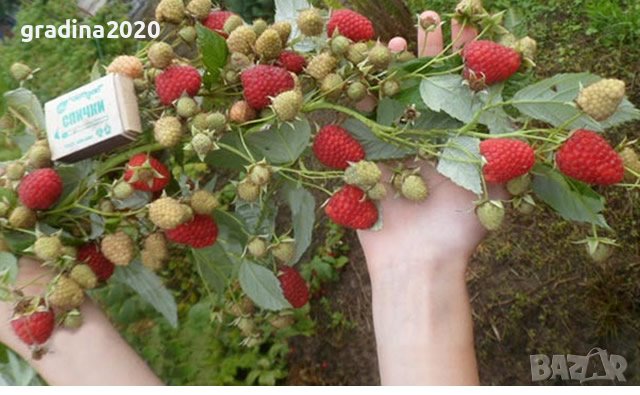     Малина Химбо Топ - Himbo Top, снимка 4 - Разсади - 42222084