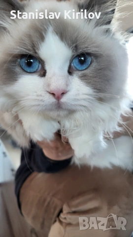 Женски рагдол си търси родословен партньор, снимка 3 - Други - 53946168