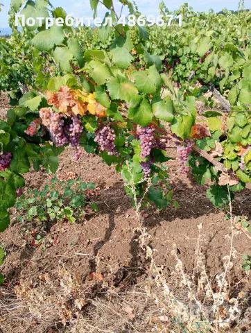 Грозде/ Димят, Мерло, Червен мискет, снимка 2 - Домашни продукти - 55849383