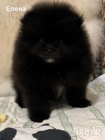 Померанчета, снимка 3 - Померан - 52484327