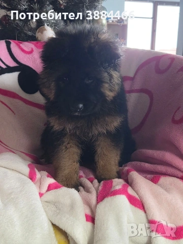 немска овчарка, снимка 5 - Други - 53025866