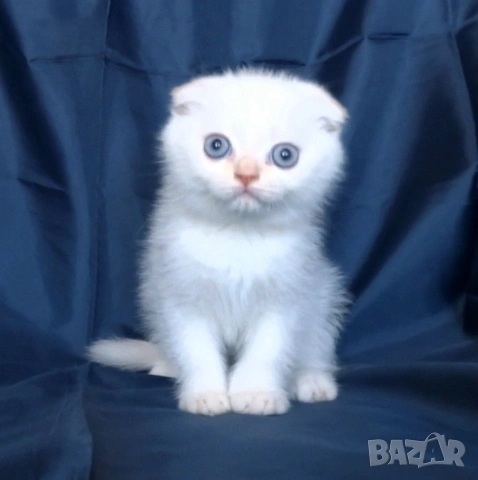 Клепоухи късокосмести котета, снимка 4 - Британска късокосместа - 43400066