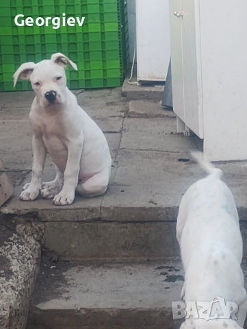  Американски булдог