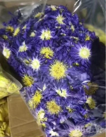 Lotos Blue Lotus Nymphaea Caerulea Синя Водна Лилия Син Лотус Свещена Синя Лилия Син Египетски Лотус