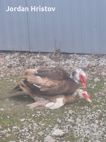 Продавам гъски патици и пуйки , снимка 3 - Патици и гъски - 53964312