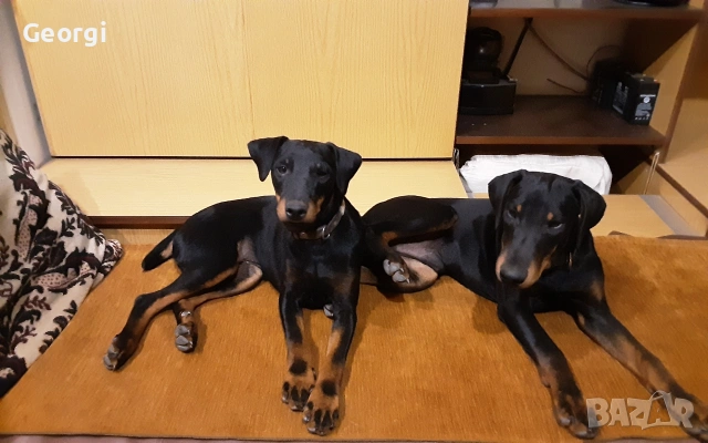 Продавам  кучета ягтериер , снимка 3 - Ягдтериер - 53980313