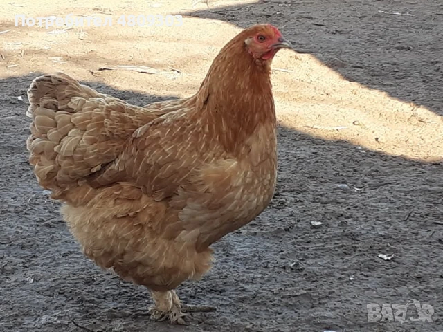 Селски кокошки, снимка 4 - Кокошки и пуйки - 54326302
