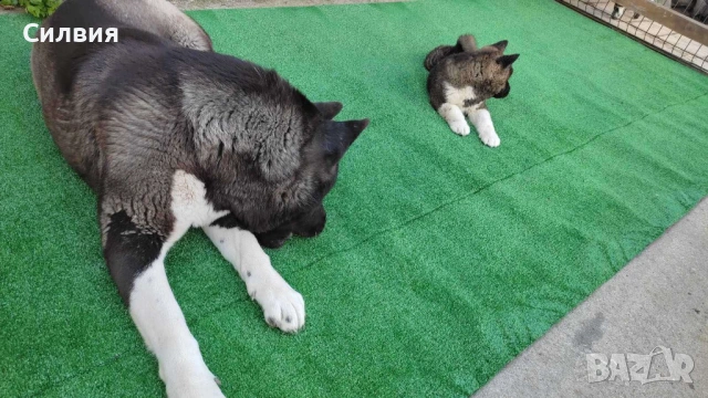 Американска акита, снимка 2 - Акита - 54275835