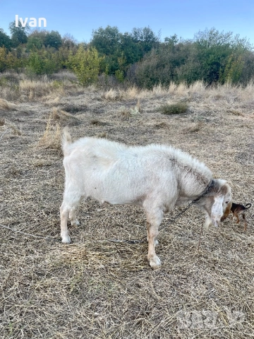 Пръч, снимка 3 - Кози - 51828785