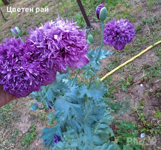 Домашни семена на цветя , снимка 9 - Градински цветя и растения - 51020468