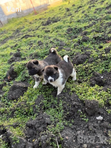 Америкаска акита мъжки и женски, снимка 6 - Акита - 52944490