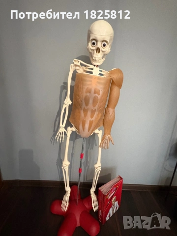 АНАТОМИЧЕН МОДЕЛ НА ЧОВЕШКО ТЯЛО, снимка 2 - Други игри и конзоли - 54199808