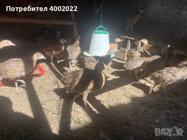 Фазани и кеклици, снимка 4 - Други - 51012673