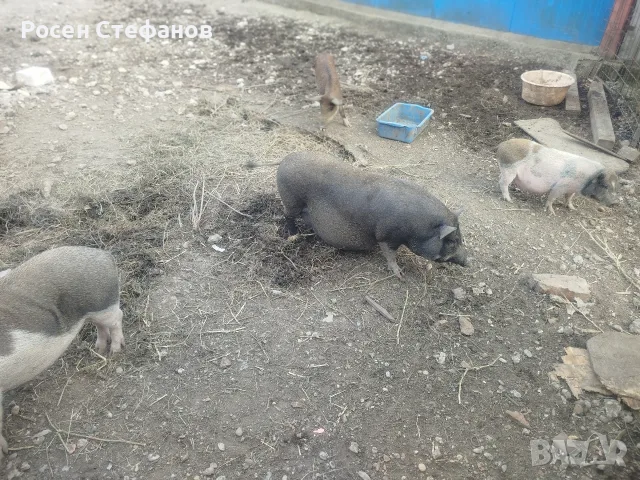 виатнамски прасета, снимка 2 - Прасета - 56085923