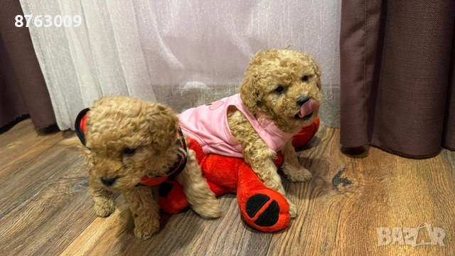 Той пуделчета , снимка 5 - Пудели - 54246185