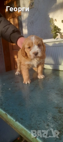 Кокер с Лагото- кученца, снимка 11 - Други - 53262436