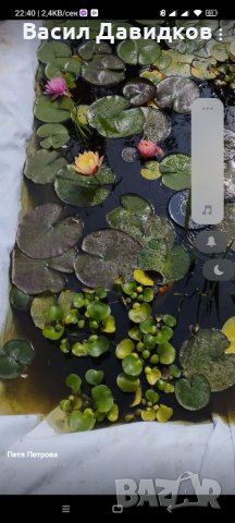 Растения за аквариум и езеро , имам излишни стартирани аквариуми., снимка 13 - Други - 40840532