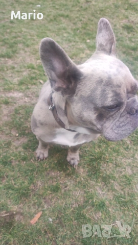 Френски Булдог, снимка 5 - Френски булдог - 53883096