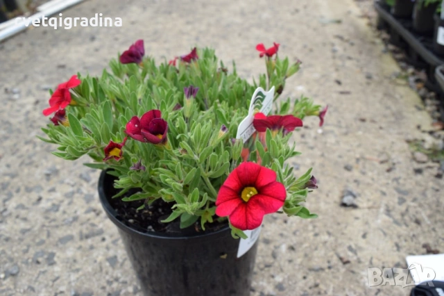 Calibrachoa Bright Red (Калибрахое яркочервено), снимка 2 - Градински цветя и растения - 54108464