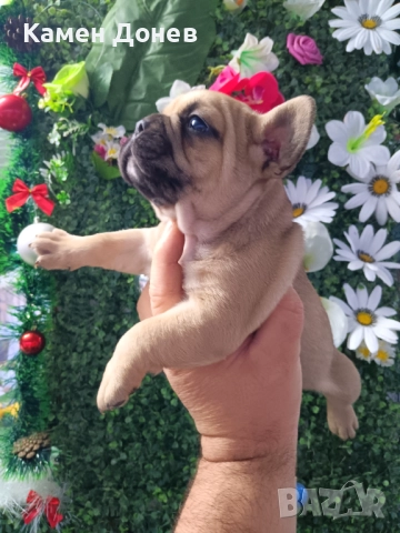 Френски булдог 