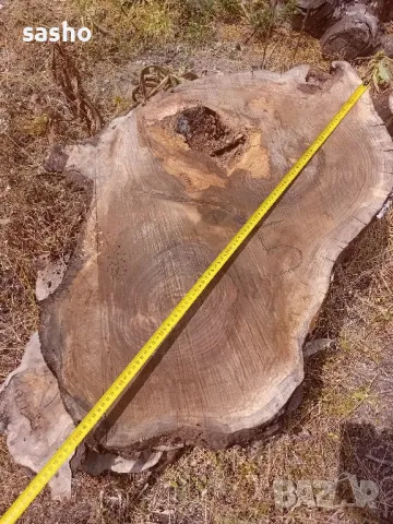 шайби от изсъхнал орех , снимка 15 - Декорация за дома - 50315436