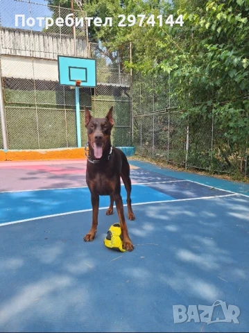 Мъжки Доберман за разплод