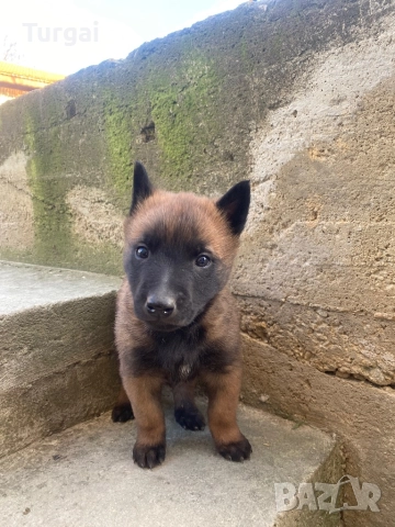 Продавам Белгийски Овчарки, снимка 6 - Белгийска овчарка - 52937808