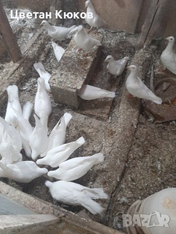 Продавам гълъби , снимка 3 - Гълъби - 42163812