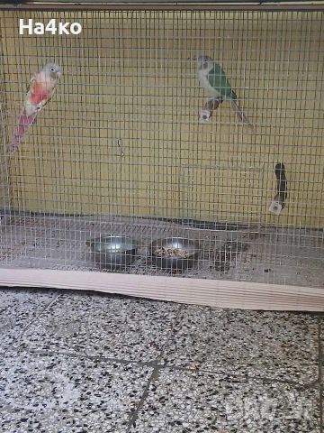Работеща двойка пирури малиноа, снимка 2 - Папагали - 53324551