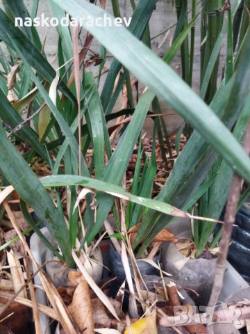 Вкоренени растения студоустойчива Юка на 1-3 год., снимка 3 - Градински цветя и растения - 38750889