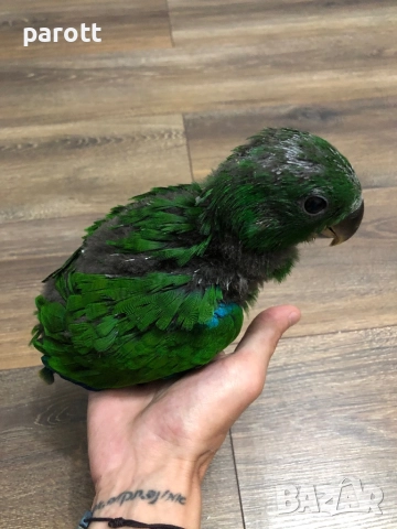 Ръчно хранен папагал Еклектус, снимка 3 - Папагали - 52527679