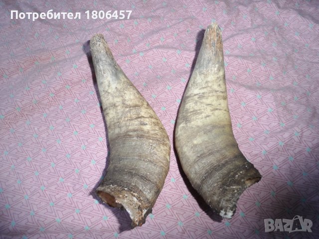 комплект рога, снимка 7 - Антикварни и старинни предмети - 37733628