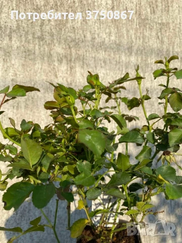 РОЗА 🌹Cubana ® Rose, снимка 8 - Градински цветя и растения - 51135625