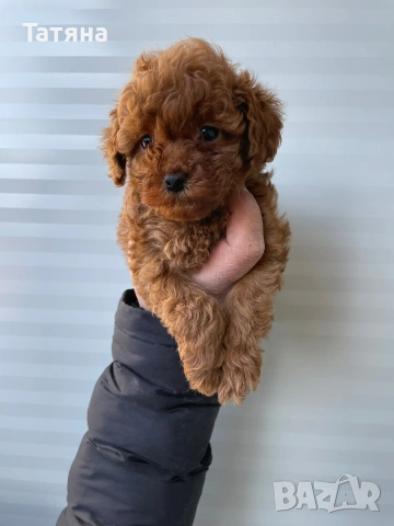 Той Пуделчета, снимка 2 - Пудели - 53370275