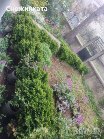 Продавам различни чемшири