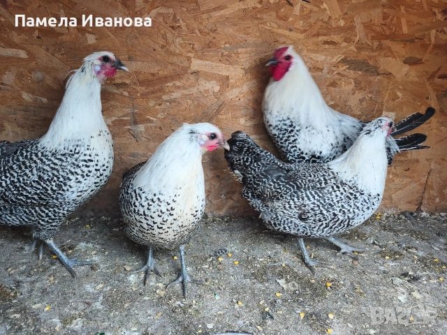 Вествалска кокошка , снимка 6 - Кокошки и пуйки - 54169440