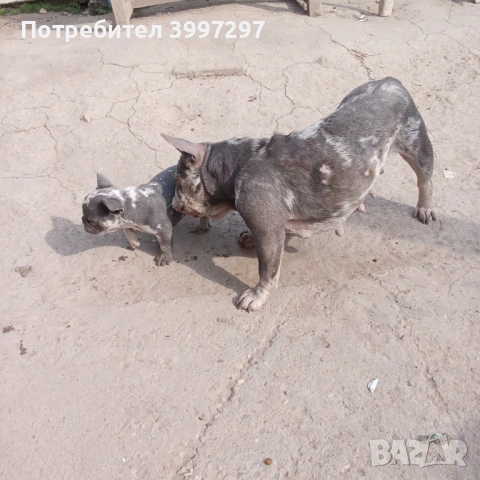   Мъжко Мерле вече с поставена първа ваксина и обезпаразитено, снимка 4 - Френски булдог - 53922515