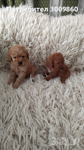 Той пудел , снимка 4 - Пудели - 53968629