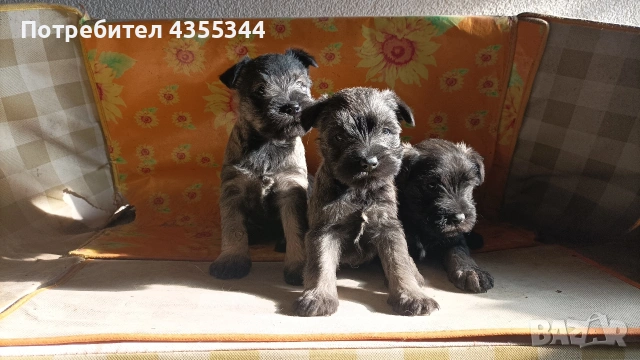 Цвергшнауцер , снимка 2 - Други - 53261355