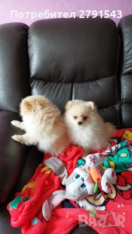 померан померанче 