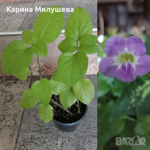 Продавам различни цветя, снимка 6 - Стайни растения - 19367768