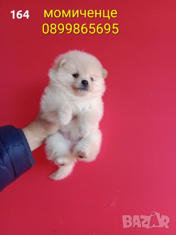 Померан. Реални снимки от 12.02.26 г.Померани.