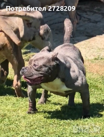 Американско Були Покет/ American Bully Pocket, снимка 7 - Питбул - 51488455
