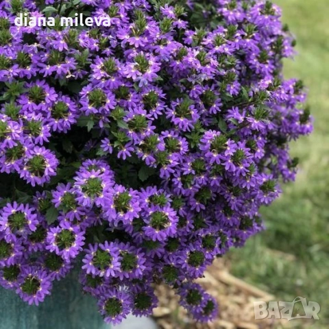 Скаевола - лилава, бяла и розова!!