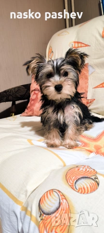 Продавам мъжко йоршински териер , снимка 6 - Йоркширски териер - 54251705